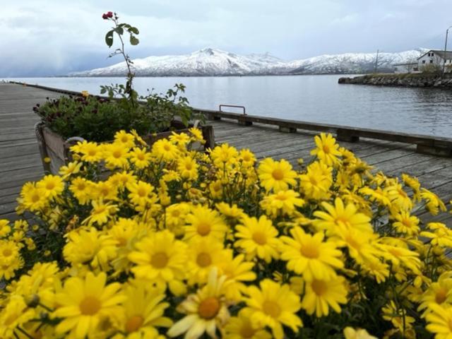 1. Etg I Dampskipsbrygga, Lodingen Havn 外观 照片